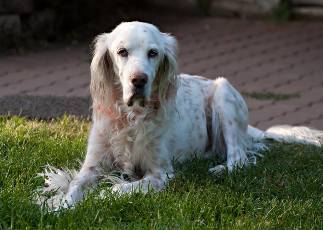 Name:  Ember in evening sun 8-1-15 B.jpg
Views: 1945
Size:  102.3 KB