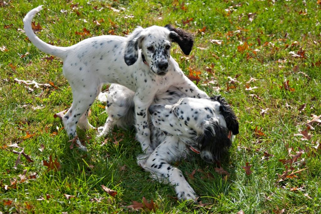 Name:  Lili and Loon playing 10-23-19 J.jpg
Views: 1290
Size:  180.8 KB