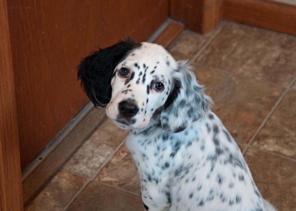 Name:  Lili in the mudroom--look at that face! 1-25-19.jpg
Views: 1254
Size:  63.5 KB