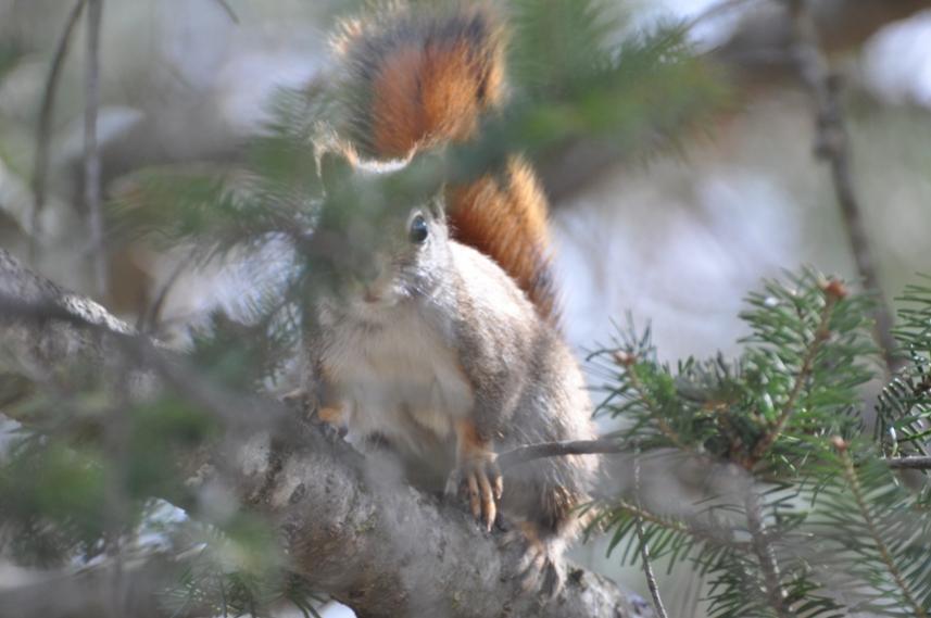 Name:  Red squirrel 3-29-10 D.jpg
Views: 287
Size:  51.5 KB