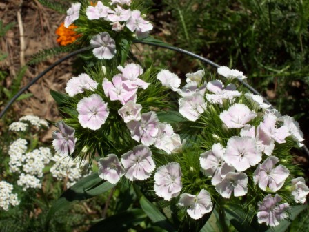 Name:  Kennel garden - Sweet William 6-24-09 A.JPG
Views: 106
Size:  78.5 KB