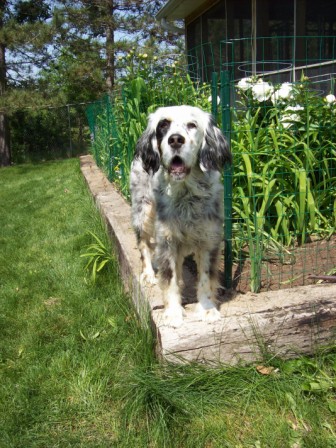 Name:  Lil Belle on the garden wall 6-15-09 H.JPG
Views: 112
Size:  84.1 KB