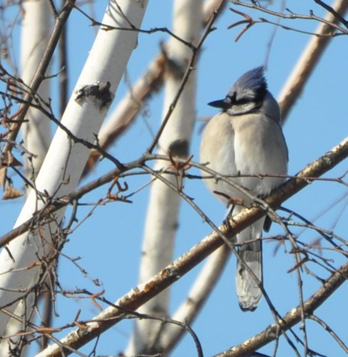 Name:  Blue jay in birch 2-25-10.jpg
Views: 1382
Size:  69.4 KB