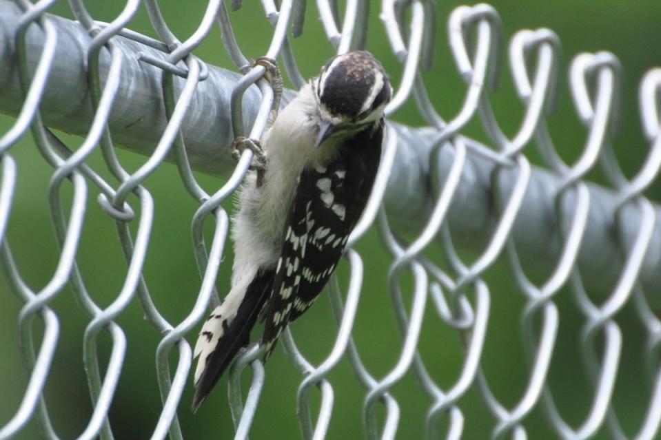 Name:  Downy woodpecker, juvenile 6-18-10.jpg
Views: 208
Size:  69.8 KB