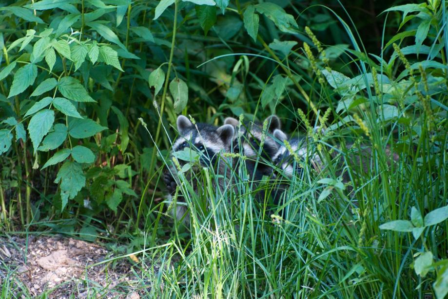 Name:  Lookit Ma! What's she doin' up there! 7-1-11 A.jpg
Views: 1210
Size:  139.7 KB