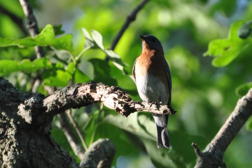 Name:  Bluebird standing guard over the nest box 6-7-10.jpg
Views: 173
Size:  69.8 KB