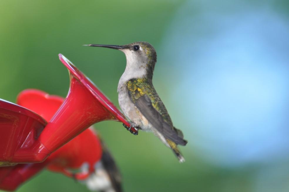 Name:  Hummingbird tongue 6-6-10 A.jpg
Views: 171
Size:  35.2 KB