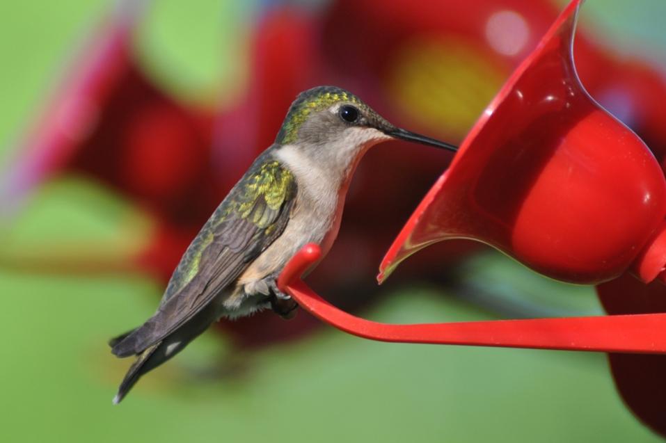 Name:  Ruby-throated hummingbird 5-31-10 A.jpg
Views: 151
Size:  42.1 KB