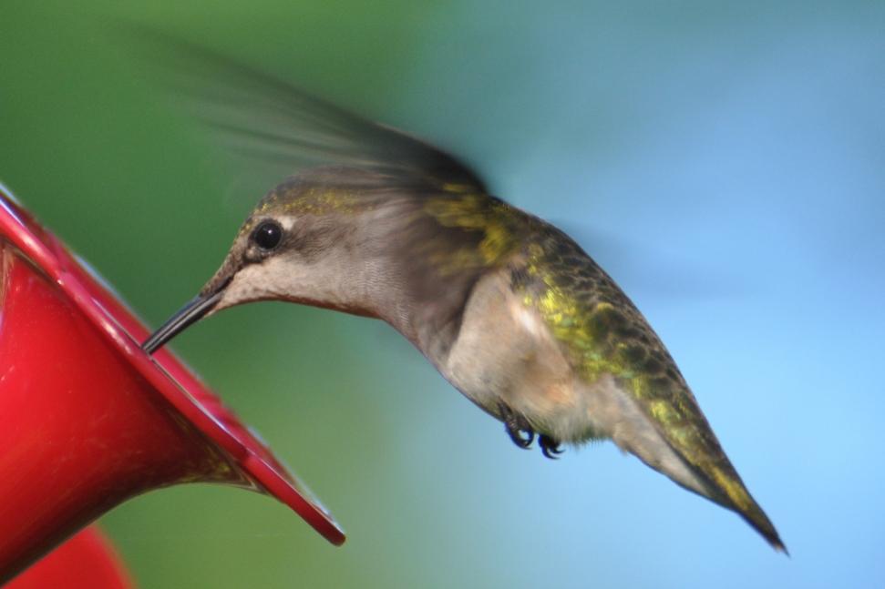 Name:  Ruby-throated hummingbird female hovering 6-6-10 A.jpg
Views: 156
Size:  38.1 KB
