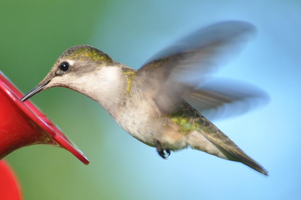 Name:  Ruby-throated hummingbird female hovering 6-6-10 D1.jpg
Views: 148
Size:  38.4 KB