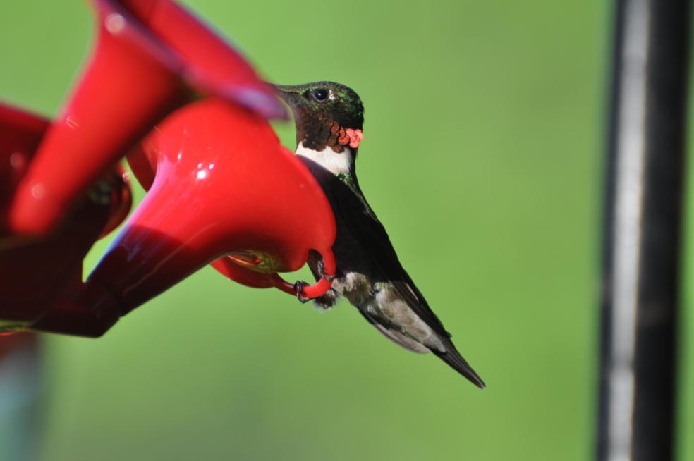 Name:  Ruby-throated hummingbird male 5-31-10 A.jpg
Views: 173
Size:  36.1 KB