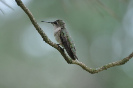 Name:  Hummer in the pine 8-8-09 E1.JPG
Views: 167
Size:  65.5 KB