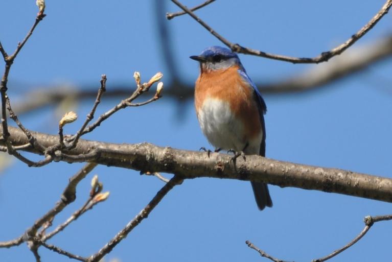 Name:  Bluebird male 4-27-10 C.jpg
Views: 192
Size:  35.2 KB