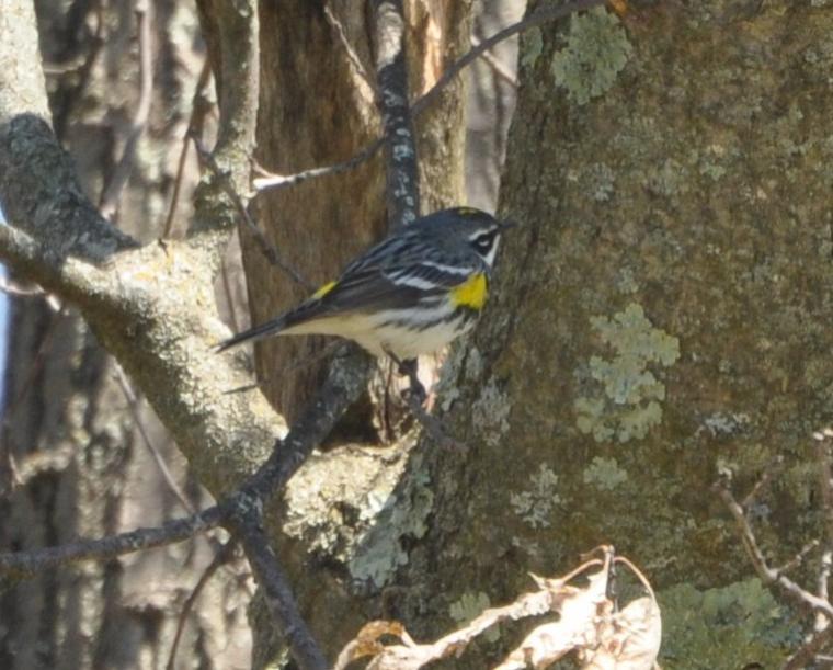 Name:  Yellow-rumped warbler 4-27-10.jpg
Views: 182
Size:  70.3 KB