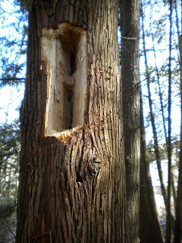 Name:  Woodpecker hole big.jpg
Views: 195
Size:  41.7 KB