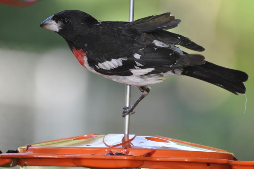 Name:  Rose-breasted grosbeak at the jelly 6-29-10 C.jpg
Views: 241
Size:  46.1 KB