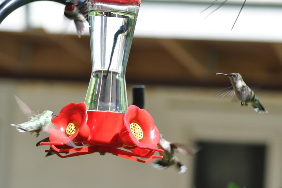 Name:  Hummingbirds at the nectar feeders 6-29-10 B.jpg
Views: 440
Size:  48.4 KB