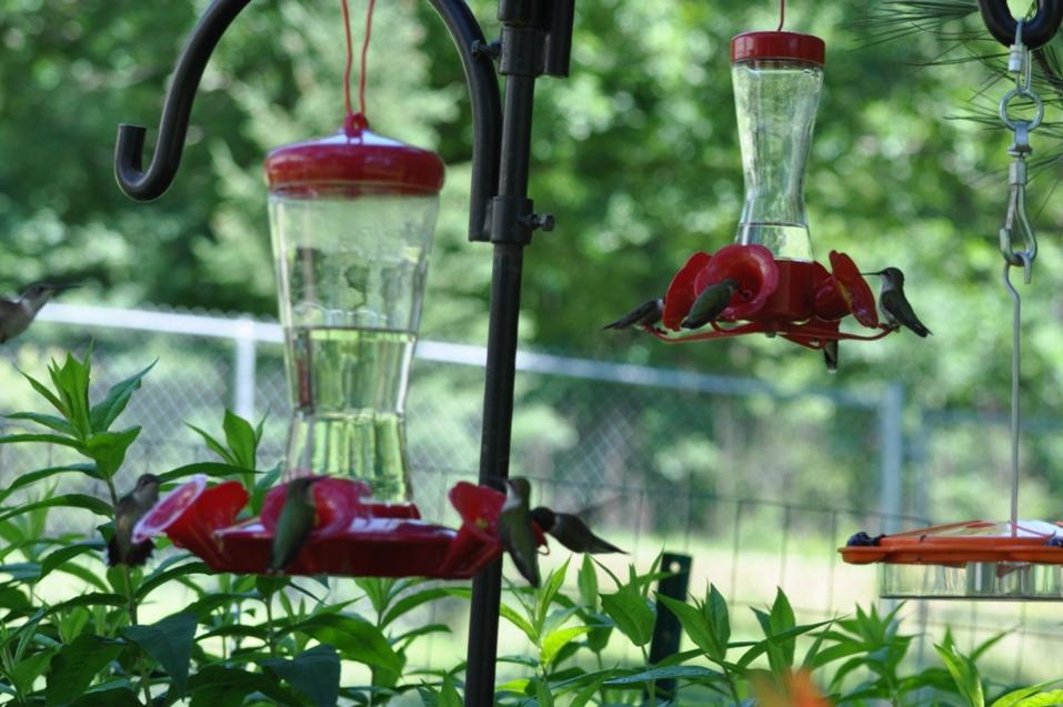 Name:  Hummingbirds at the nectar feeders 6-29-10 A.jpg
Views: 392
Size:  86.5 KB