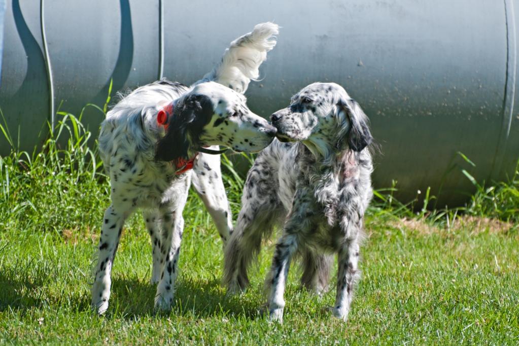 Name:  Lili and Grace in the big yard 7-11-19 A.jpg
Views: 2044
Size:  123.4 KB