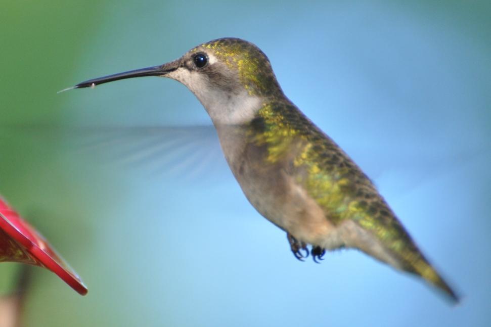 Name:  Hummingbird tongue 6-6-10 B.jpg
Views: 166
Size:  34.2 KB