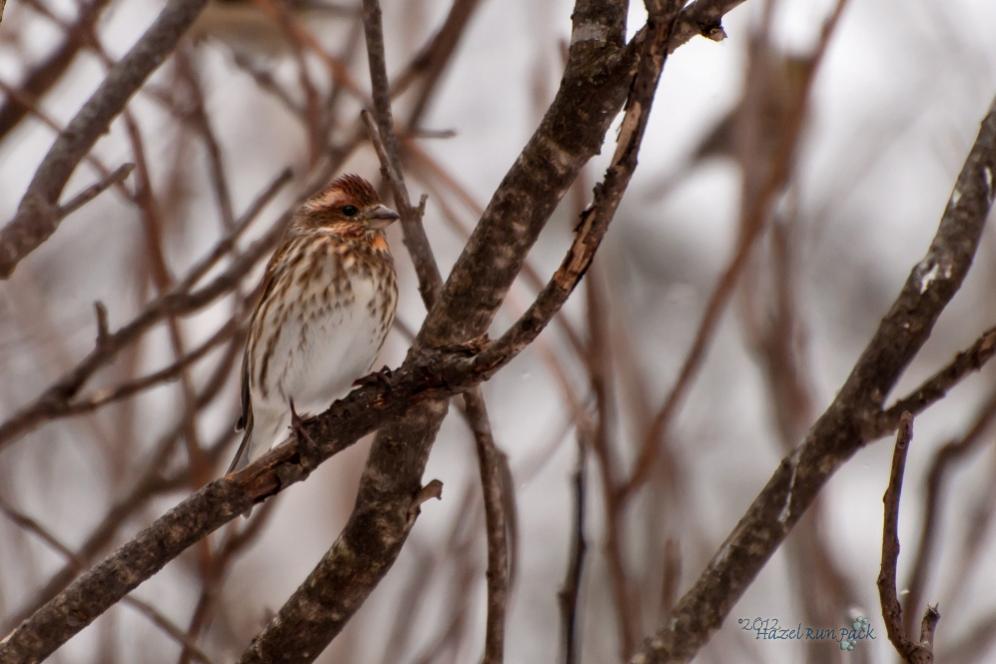 Name:  Purple finch, 2-yr-old male 3-4-12 B.jpg
Views: 139
Size:  69.3 KB