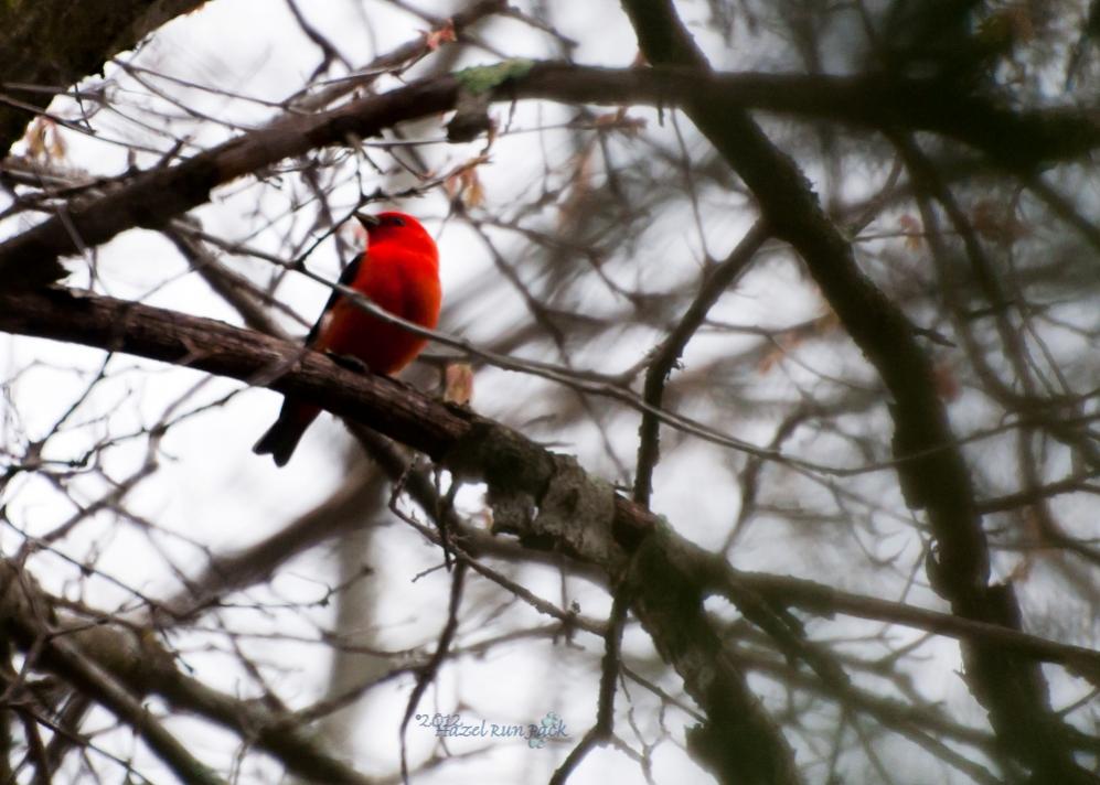 Name:  Scarlet tanager, male 5-6-12.jpg
Views: 92
Size:  89.1 KB