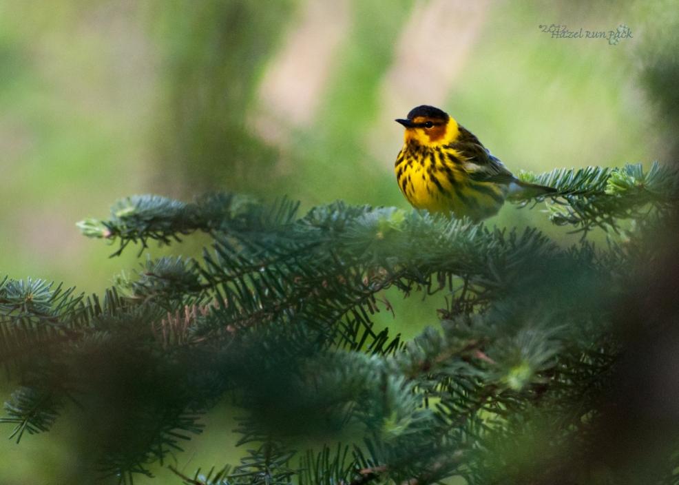 Name:  Cape May warbler, male 5-8-12 H.jpg
Views: 87
Size:  68.3 KB