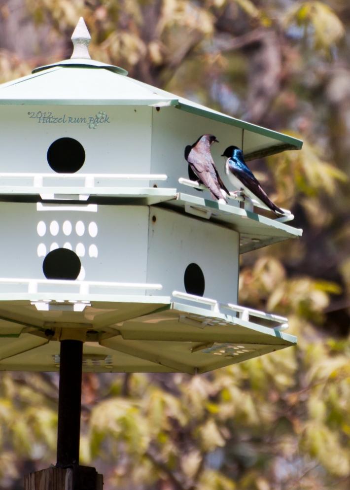 Name:  Tree swallow, pair, checking out the martin house 5-13-12.jpg
Views: 88
Size:  71.9 KB