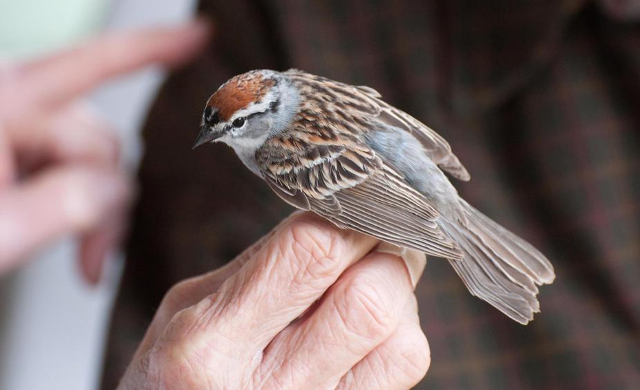 Name:  Chipping sparrow, ready to go 5-24-11.jpg
Views: 843
Size:  56.1 KB