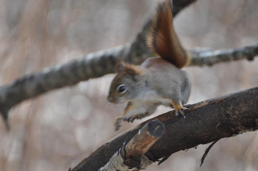 Name:  Red squirrel 3-29-10 B.jpg
Views: 294
Size:  36.8 KB