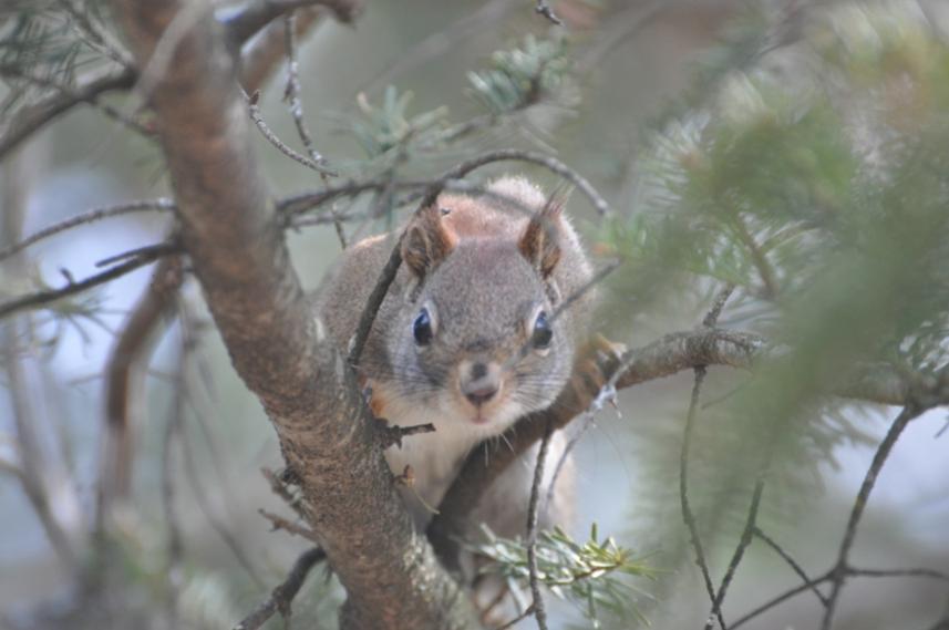 Name:  Red squirrel 3-29-10 E.jpg
Views: 268
Size:  46.5 KB