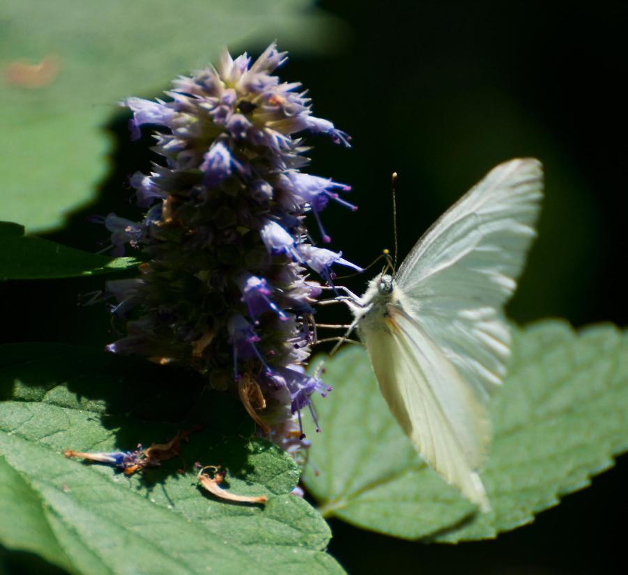 Name:  Mustard white on anise hyssop 7-6-11 B.jpg
Views: 940
Size:  75.5 KB