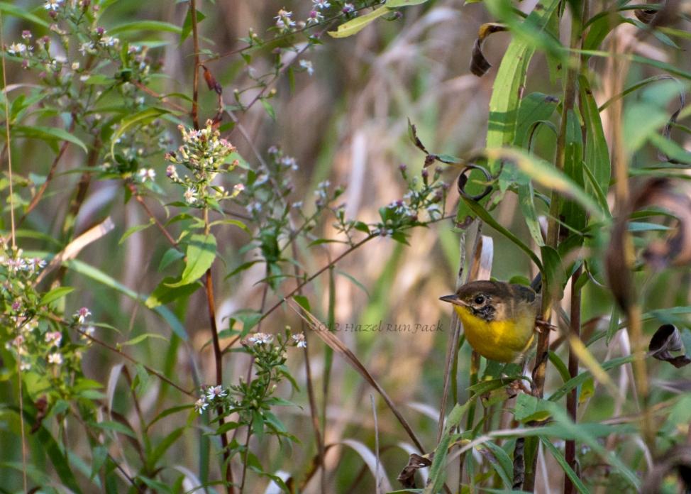 Name:  Common yellowthroat, molting male 8-30-12 C.jpg
Views: 6663
Size:  102.1 KB