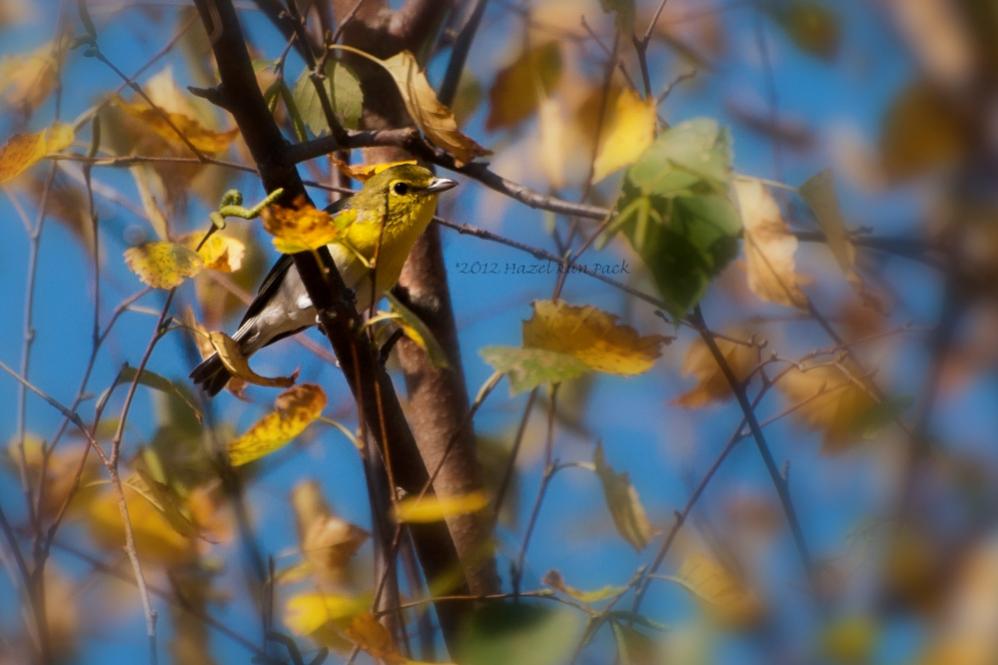 Name:  Yellow-throated vireo 9-5-12.jpg
Views: 1798
Size:  67.6 KB