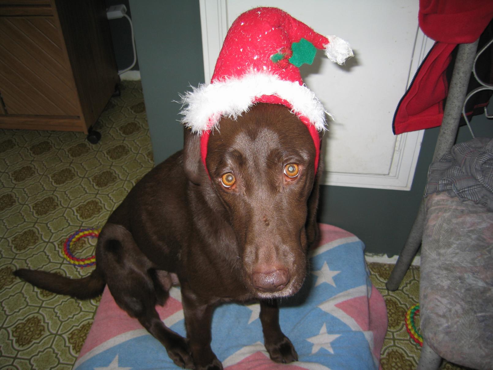 Name:  Sasha and Buddy Christmas 2 002.jpg
Views: 709
Size:  186.9 KB