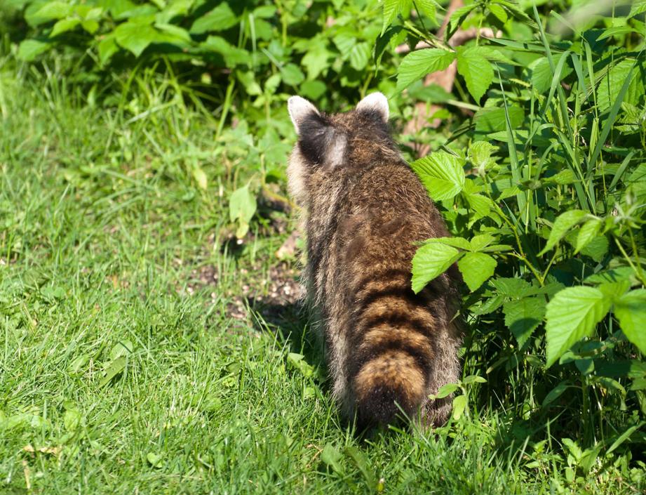 Name:  Raccoon #2 6-19-11 A.jpg
Views: 1218
Size:  170.2 KB