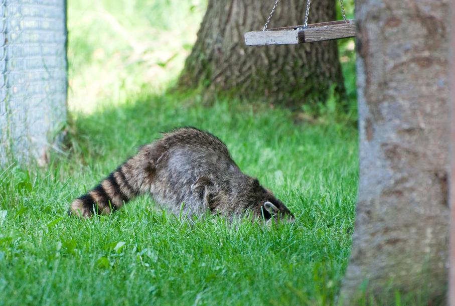 Name:  Raccoon #1 6-19-11 O.jpg
Views: 2343
Size:  94.7 KB