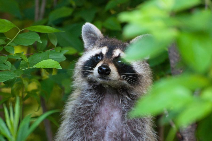 Name:  Raccoon #1 6-19-11 Y.jpg
Views: 1059
Size:  67.2 KB