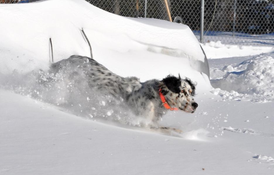 Name:  Plowing through the snow 12-12-10 A.jpg
Views: 338
Size:  53.5 KB