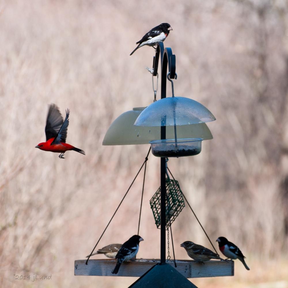 Name:  Scarlet tanager and Rose-breasted grosbeaks 5-10-14.jpg
Views: 1006
Size:  76.4 KB