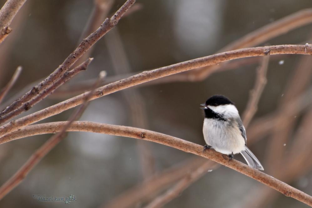 Name:  Black-capped chickadee 3-4-12.jpg
Views: 149
Size:  48.9 KB