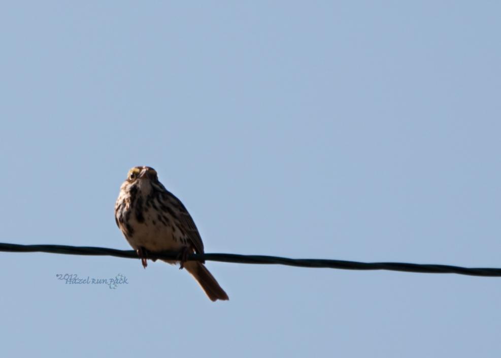 Name:  Savannah sparrow 5-4-12 A2.jpg
Views: 99
Size:  20.8 KB