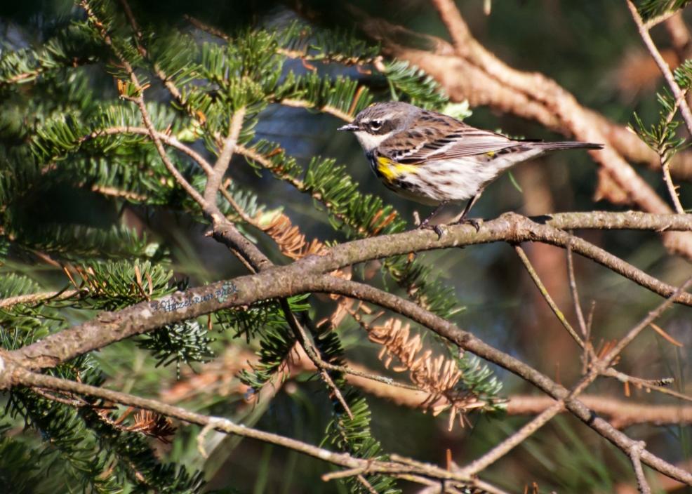 Name:  Yellow-rumped warbler, myrtle form 5-8-12 B.jpg
Views: 107
Size:  116.5 KB