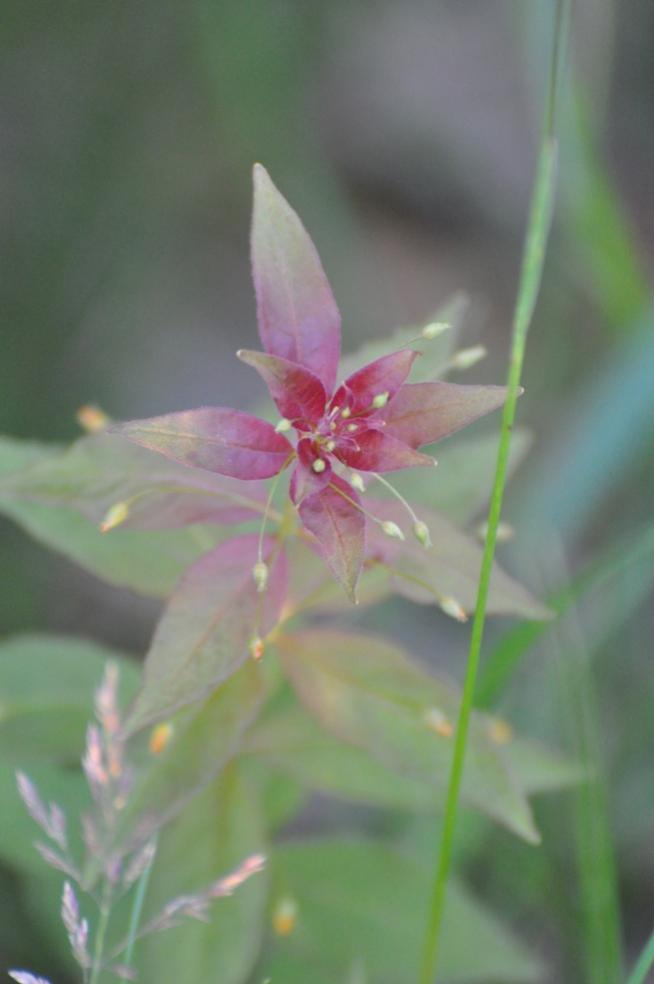 Name:  Whorled loosestrife 6-6-10 B.jpg
Views: 178
Size:  37.6 KB