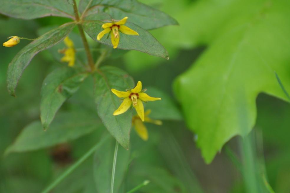 Name:  Whorled loosestrife 6-12-10 B.jpg
Views: 169
Size:  37.5 KB