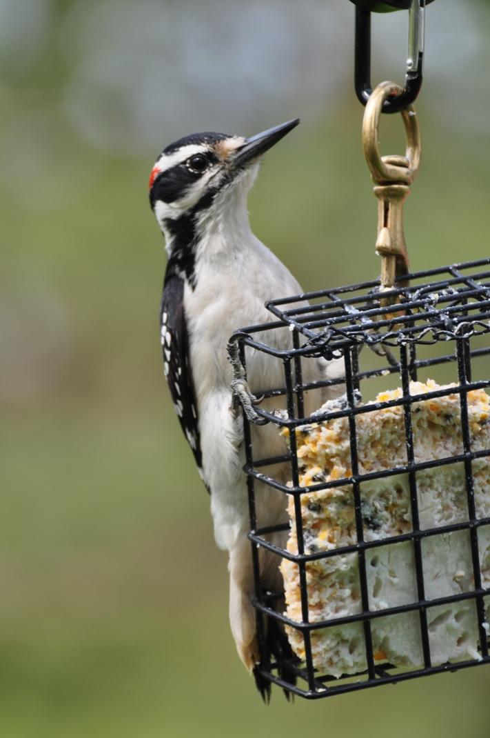 Name:  Hairy woodpecker 5-6-10 A.jpg
Views: 184
Size:  71.6 KB
