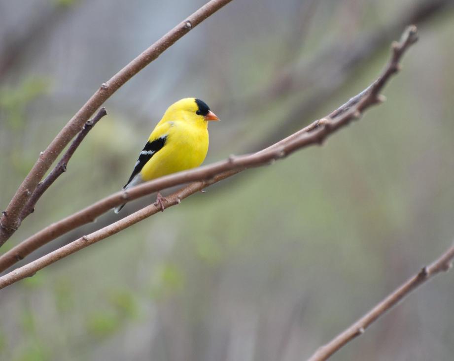 Name:  American goldfinch 5-12-11 D.jpg
Views: 182
Size:  48.2 KB