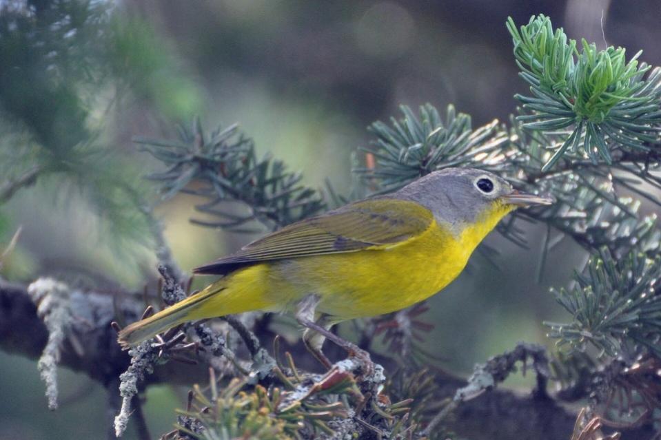 Name:  Nashville warbler 5-16-10 A2a.jpg
Views: 175
Size:  74.3 KB