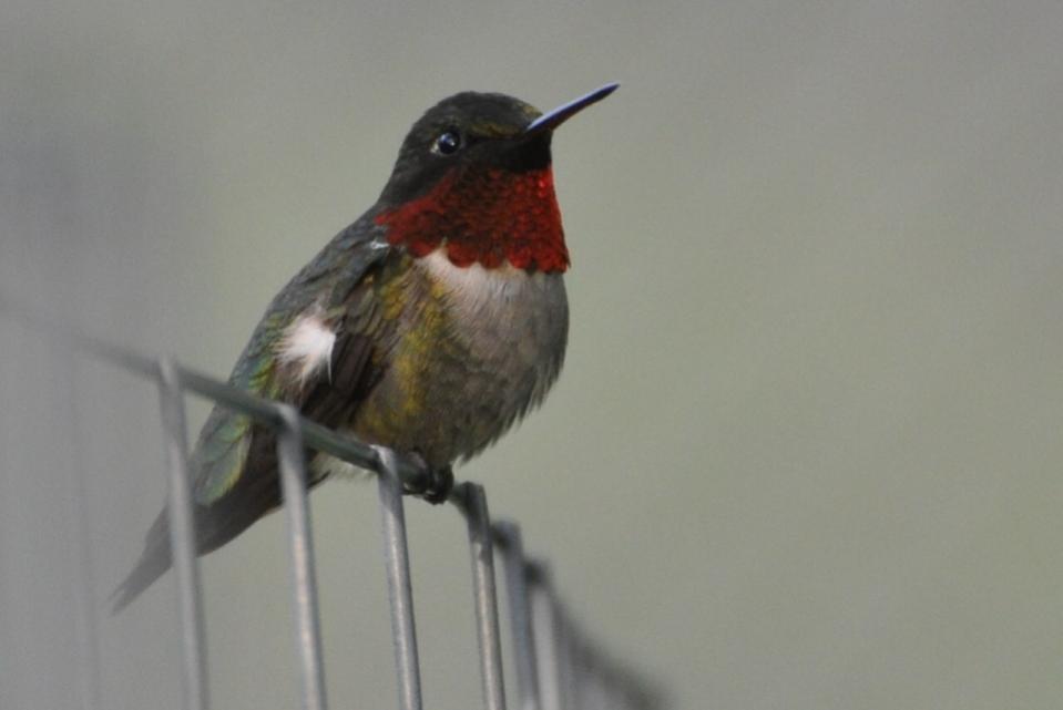 Name:  Hummingbird male 5-16-10 L.jpg
Views: 162
Size:  32.4 KB
