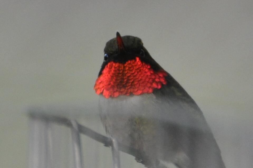 Name:  Hummingbird male 5-16-10 J.jpg
Views: 174
Size:  35.6 KB